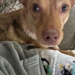 Enlarge Lola, an adopted mixed breed in Rockford, IL image 5/5