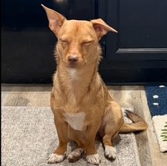Enlarge Lola, an adopted mixed breed in Rockford, IL image 2/5