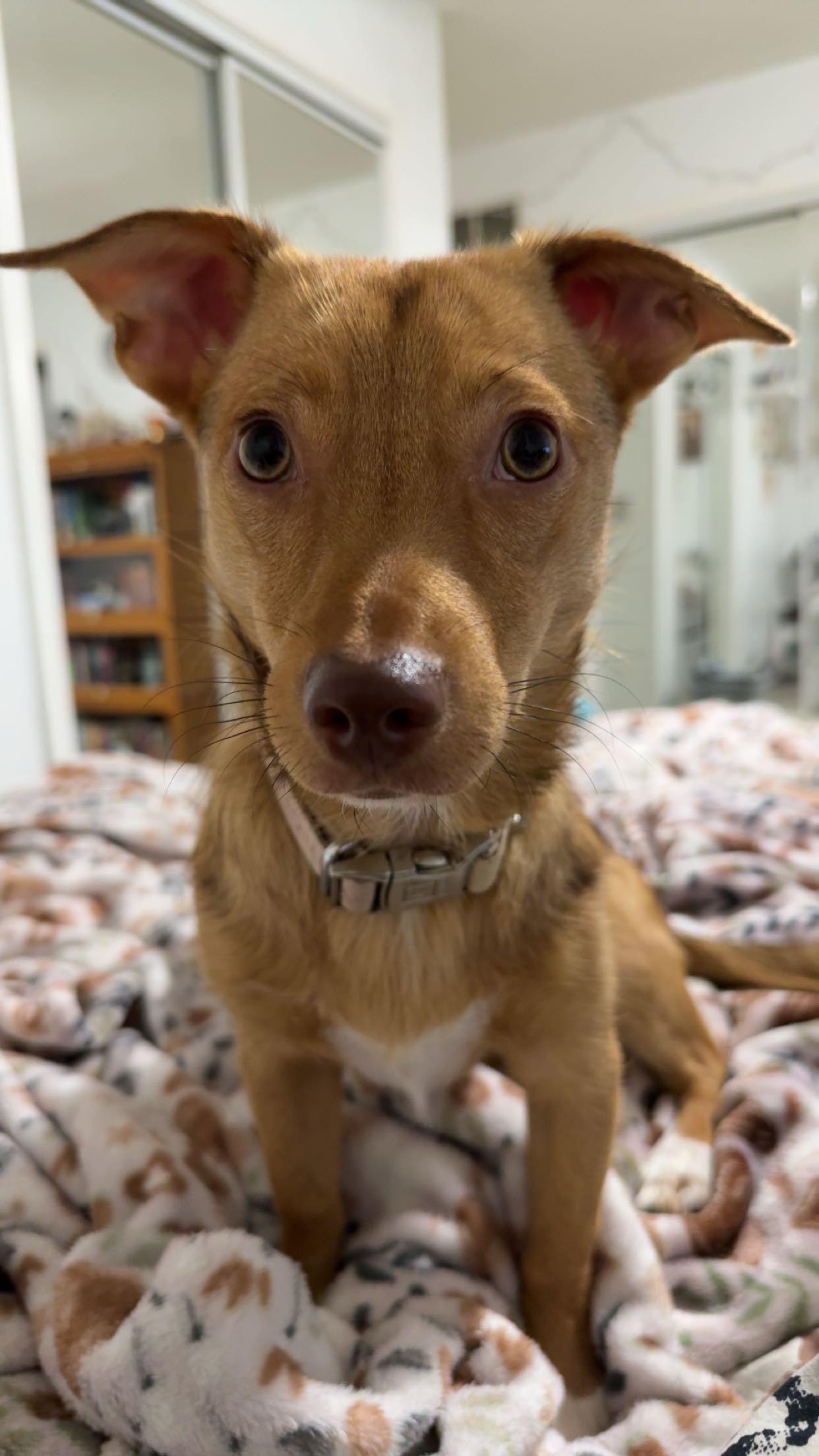 Enlarge Lola, an adopted mixed breed in Rockford, IL image 3/5