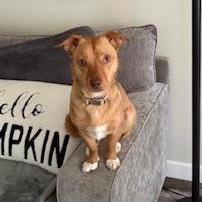 Lola, adopted, Adult Female Chihuahua.