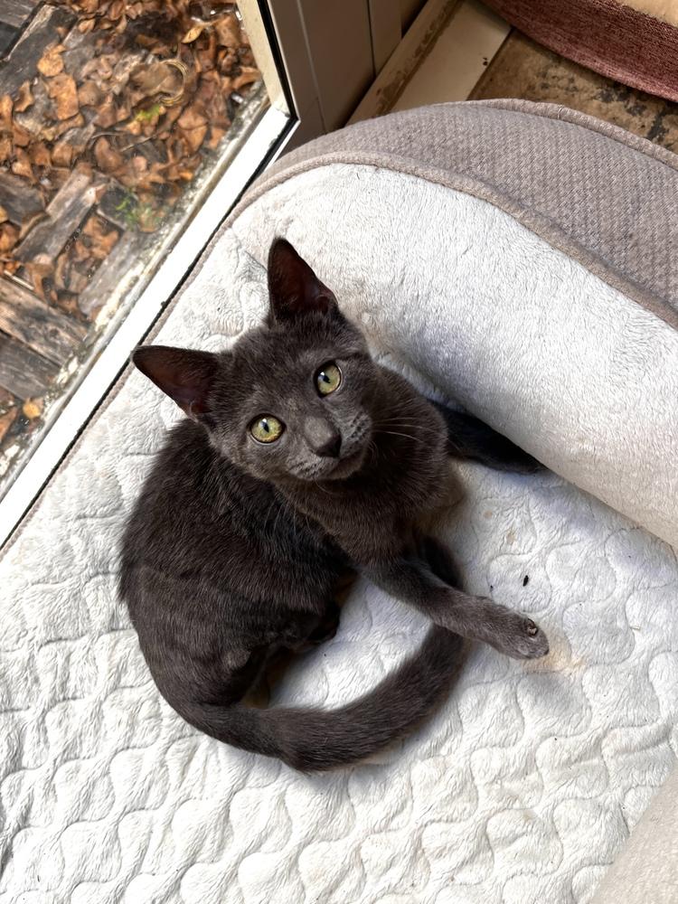 Tiny Trinity, a Adoptable mixed breed in Randolph, MA image 1/2