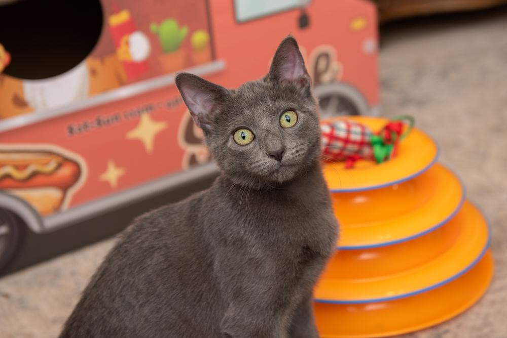 Tiny Trinity, a Adoptable mixed breed in Randolph, MA image 2/2