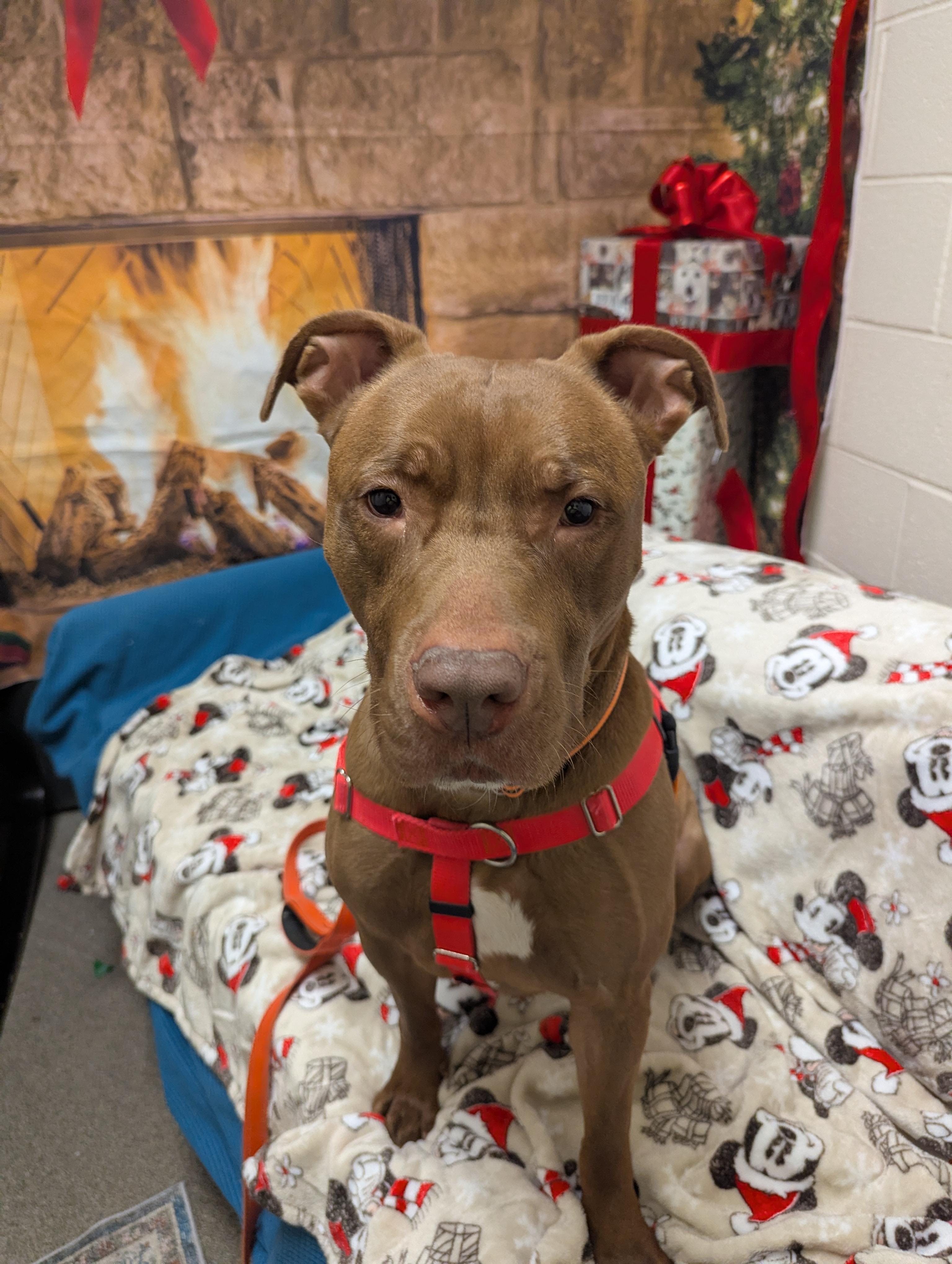 Enlarge Pop, a Adoptable mixed breed in Stratford, CT image 3/4