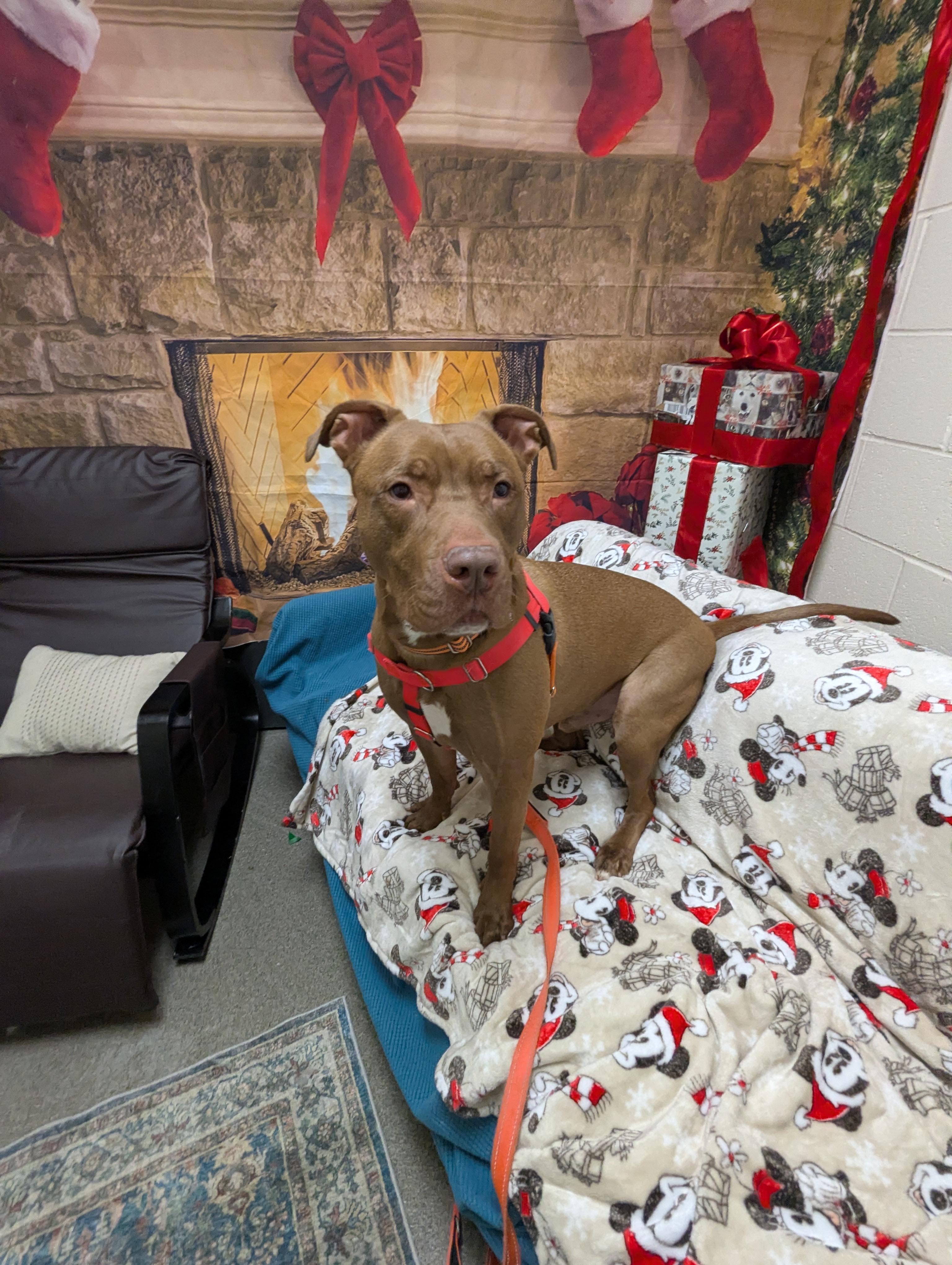 Pop, Adoptable, Adult Male Pit Bull Terrier.