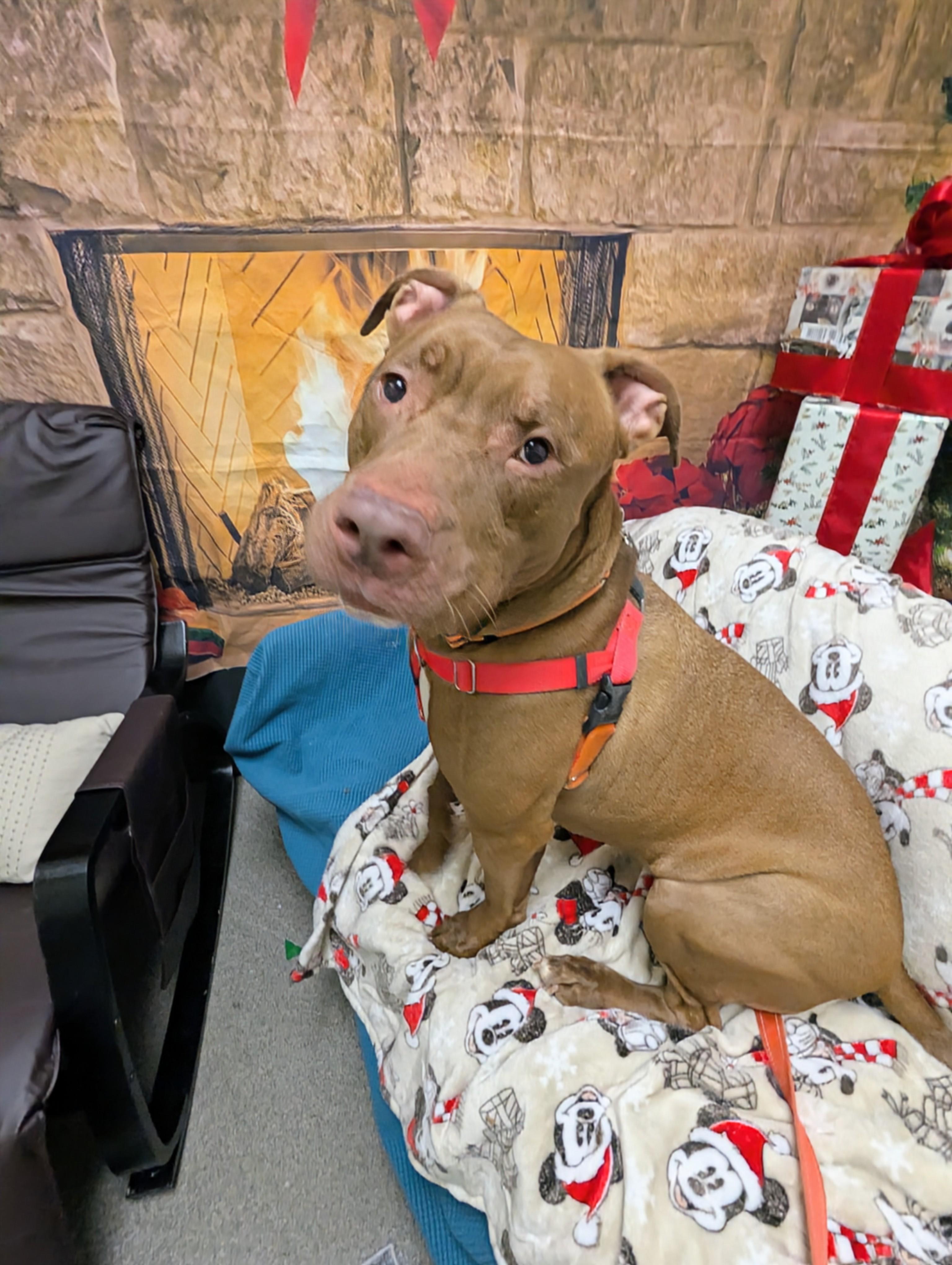 Enlarge Pop, a Adoptable mixed breed in Stratford, CT image 4/4