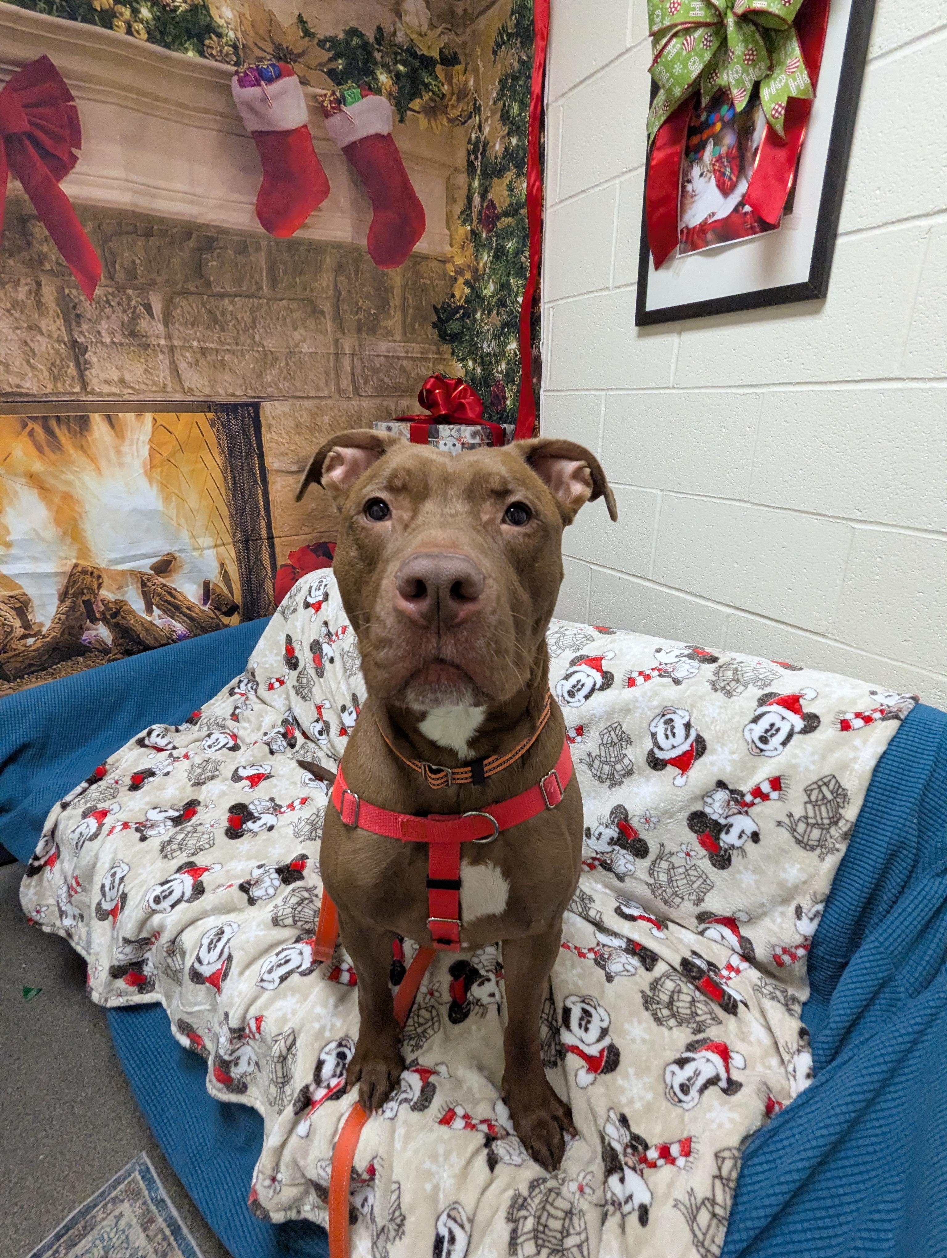 Enlarge Pop, a Adoptable mixed breed in Stratford, CT image 2/4