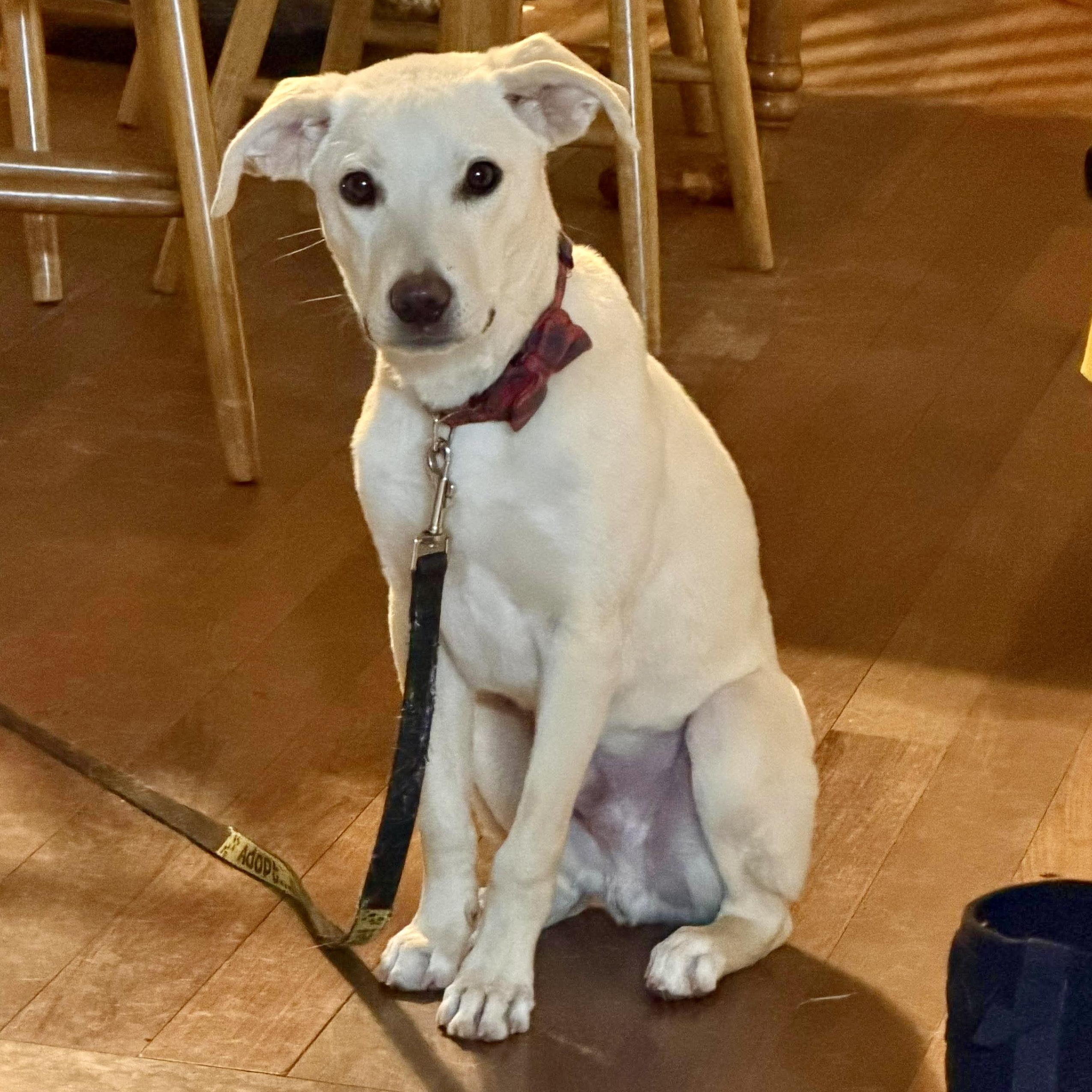 Enlarge Linus, a hold mixed breed in Bethlehem, PA image 2/6