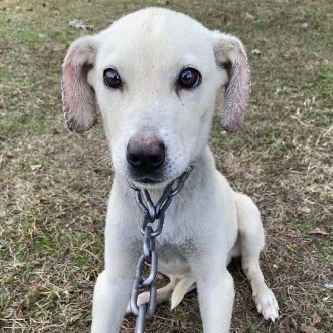 Enlarge Linus, a ADOPTABLE mixed breed in Bethlehem, PA image 5/5
