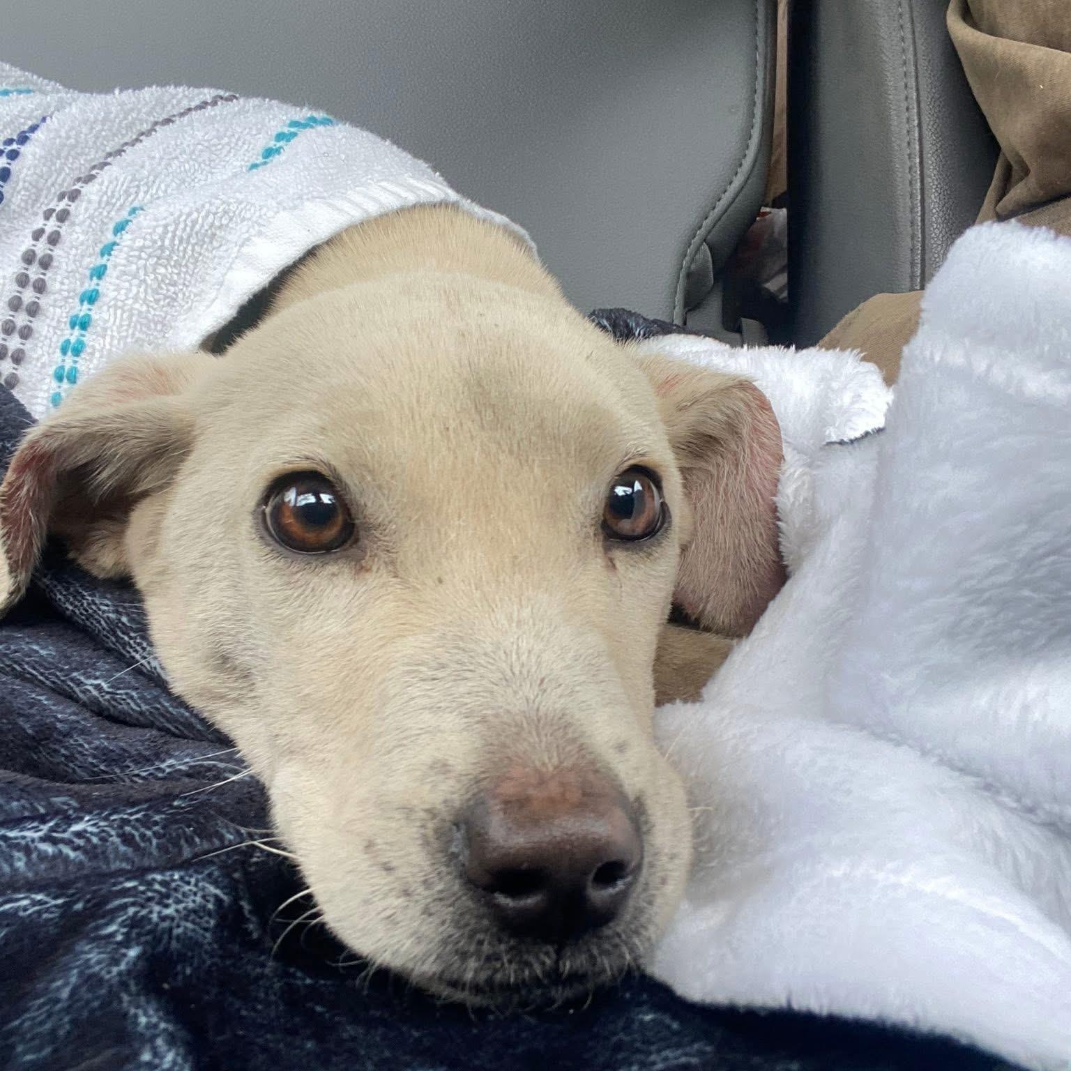 Linus, ADOPTABLE, Young Male Labrador Retriever & Pit Bull Terrier.