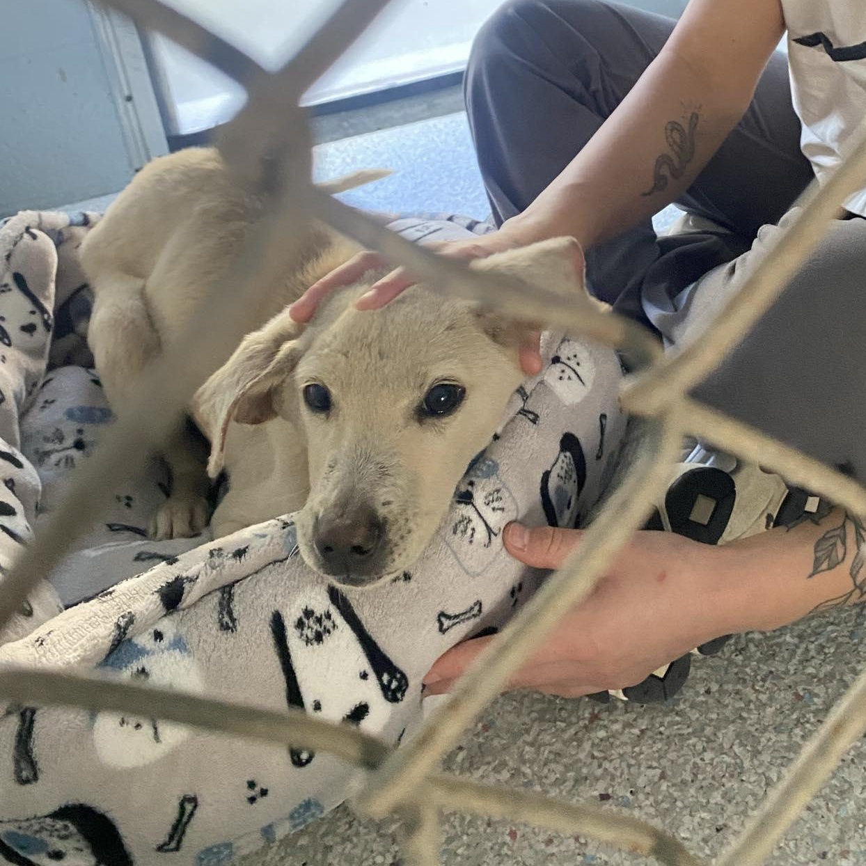 Enlarge Linus, a ADOPTABLE mixed breed in Bethlehem, PA image 3/5