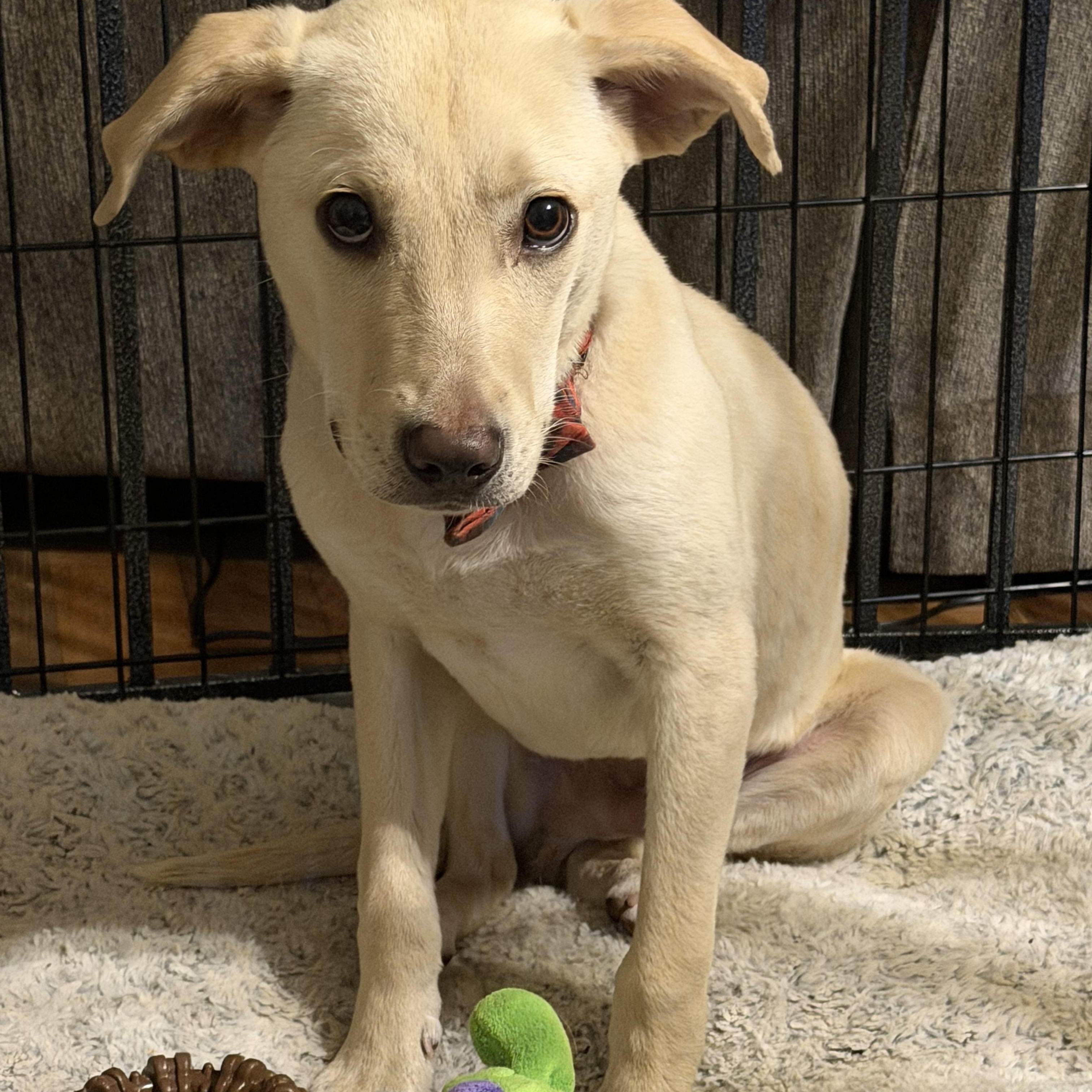 Enlarge Linus, a hold mixed breed in Bethlehem, PA image 4/6