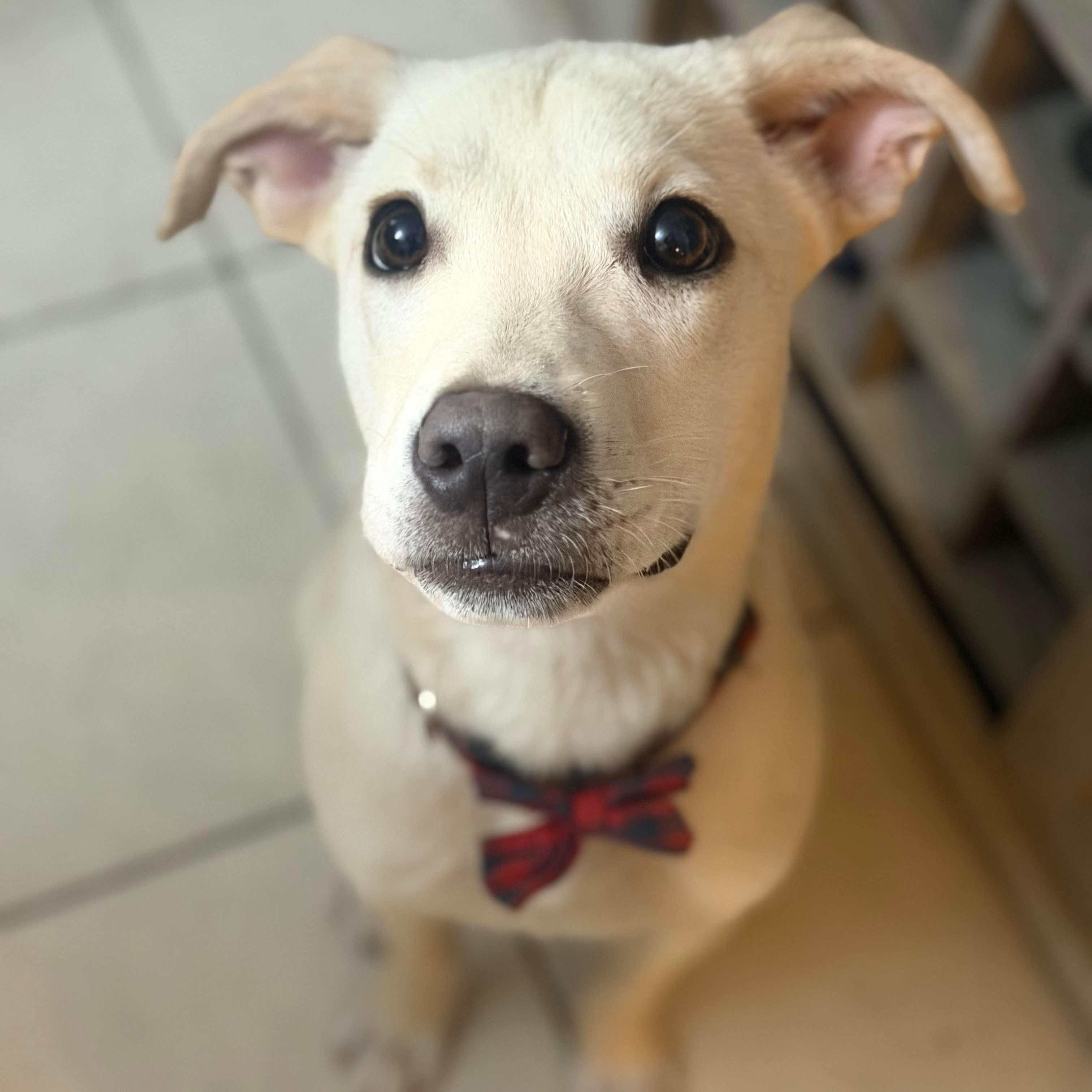 Linus, ADOPTABLE, Young Male Labrador Retriever & Pit Bull Terrier.