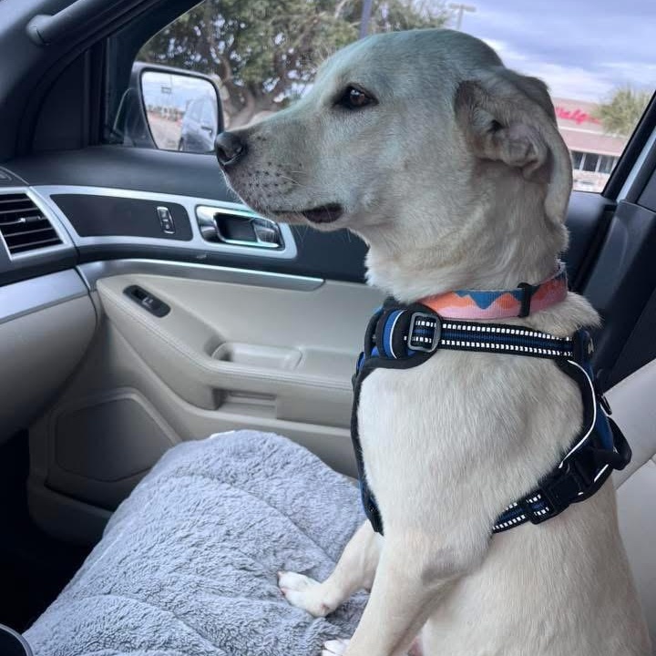 Enlarge Linus, a hold mixed breed in Bethlehem, PA image 3/6