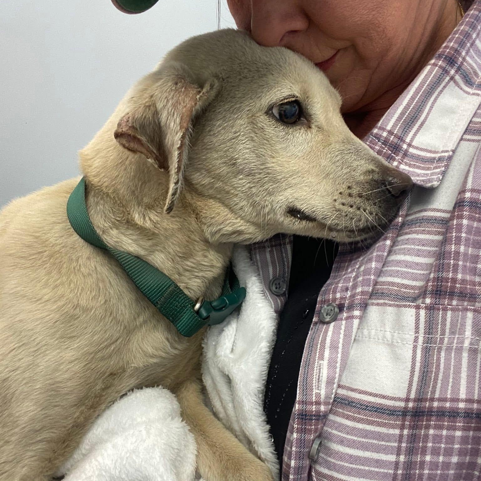 Enlarge Linus, a ADOPTABLE mixed breed in Bethlehem, PA image 4/5