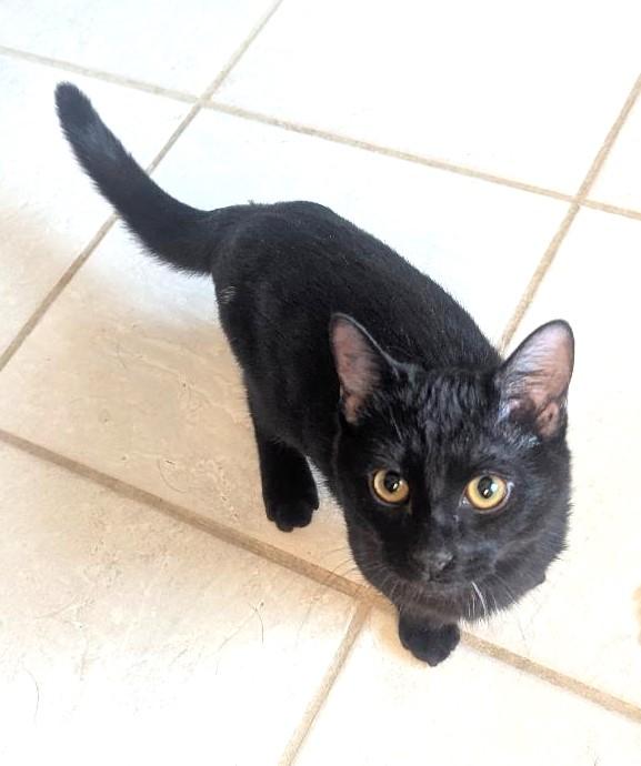 DUNBAR - SWEETEST GUY EVER!, ADOPTABLE, Young Male Domestic Short Hair.