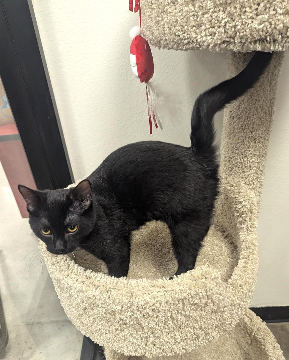 DUNBAR - SWEETEST GUY EVER!, a ADOPTABLE Domestic Short Hair in Plano, TX image 2/6