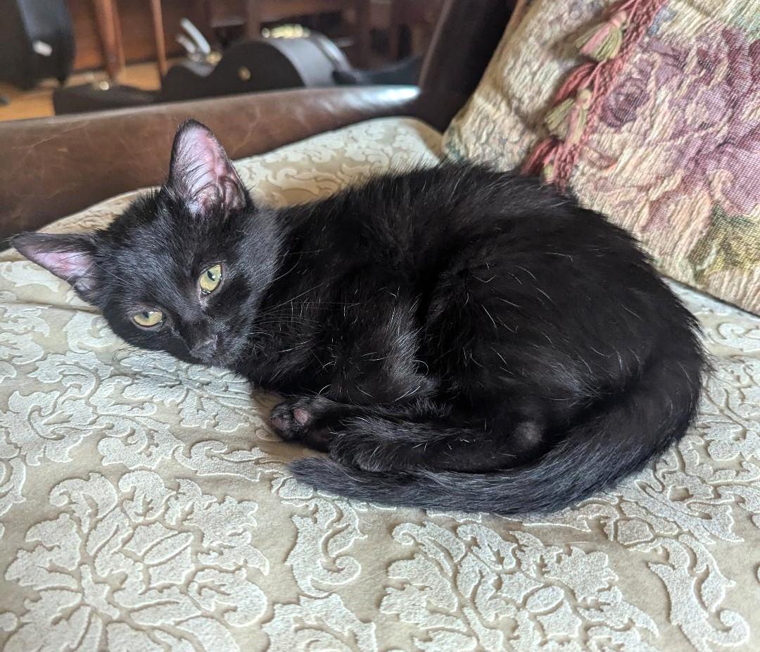 DUNBAR - SWEETEST GUY EVER!, a ADOPTABLE Domestic Short Hair in Plano, TX image 3/6