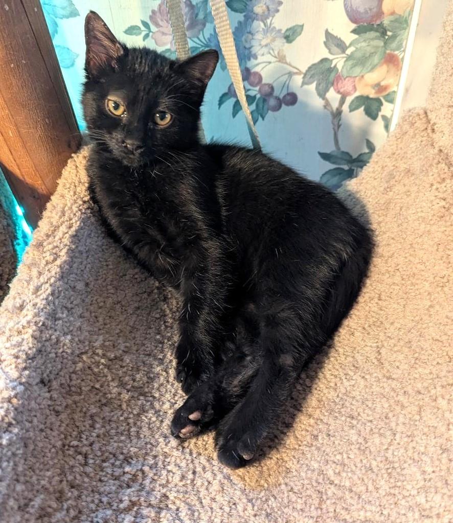 DUNBAR - SWEETEST GUY EVER!, a ADOPTABLE Domestic Short Hair in Plano, TX image 4/6