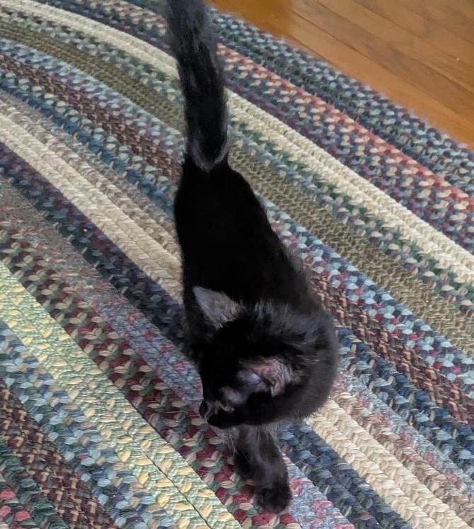 DUNBAR - SWEETEST GUY EVER!, a ADOPTABLE Domestic Short Hair in Plano, TX image 5/6