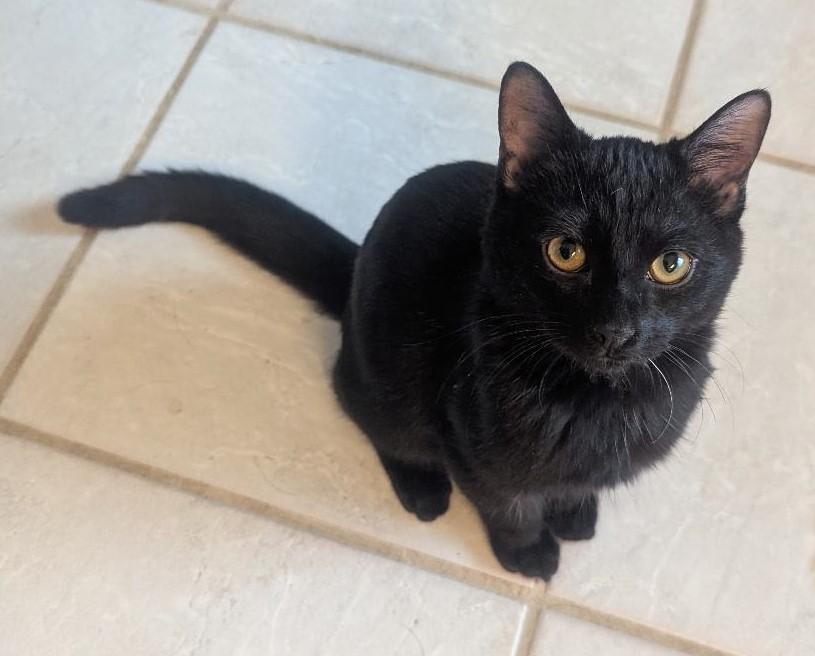 DUNBAR - SWEETEST GUY EVER!, a ADOPTABLE Domestic Short Hair in Plano, TX image 6/6