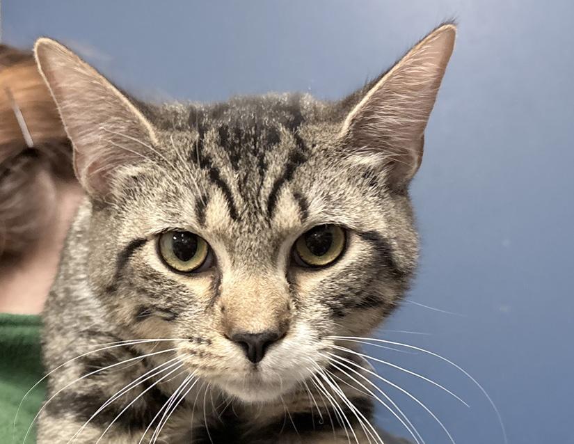 Enlarge Linguine , a ADOPTABLE Domestic Short Hair in Columbus, IN image 2/2