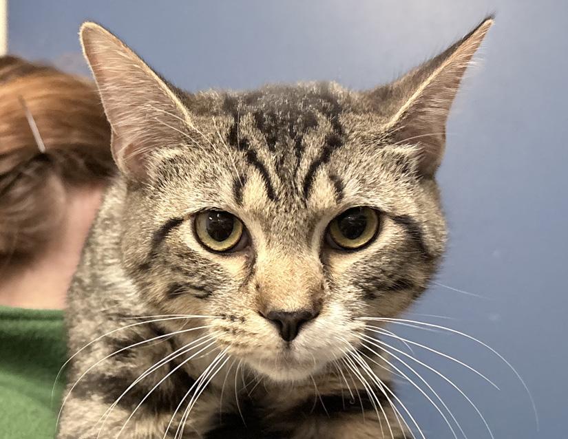 Enlarge Linguine , a ADOPTABLE Domestic Short Hair in Columbus, IN image 1/2