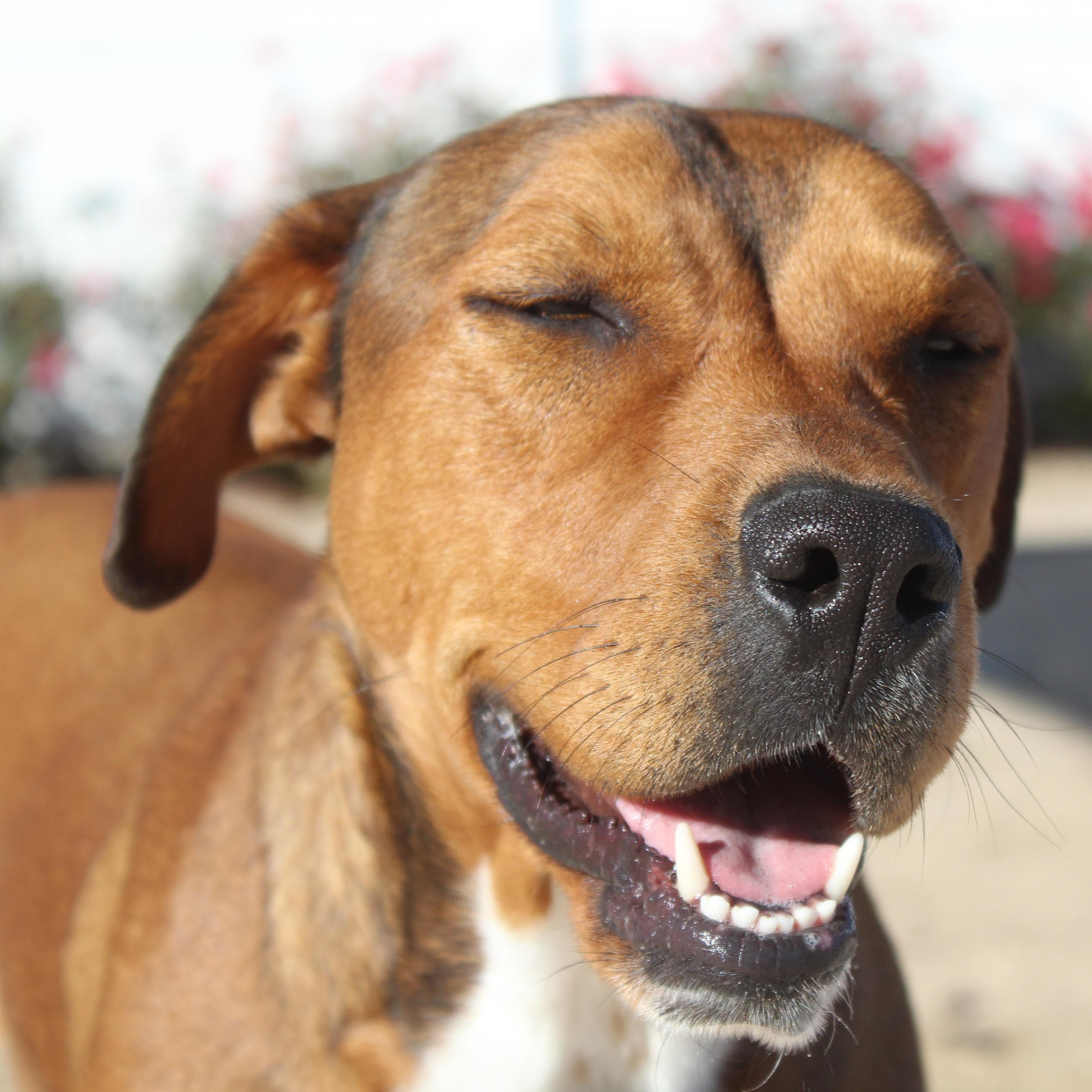 Aria, Adoptable, Young Female Pit Bull Terrier.