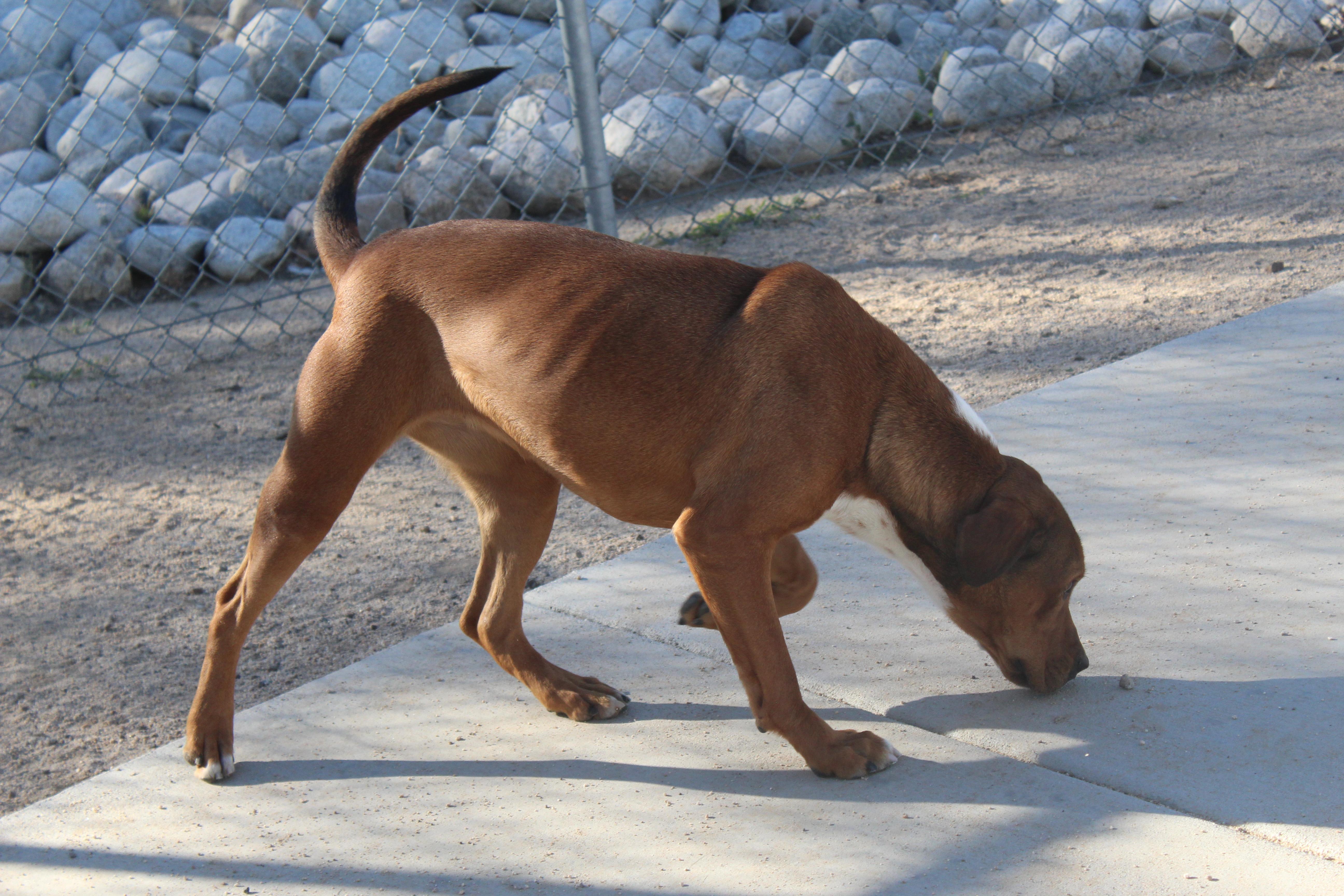 Enlarge Aria, a Adoptable Pit Bull Terrier in Yucca Valley, CA image 2/4
