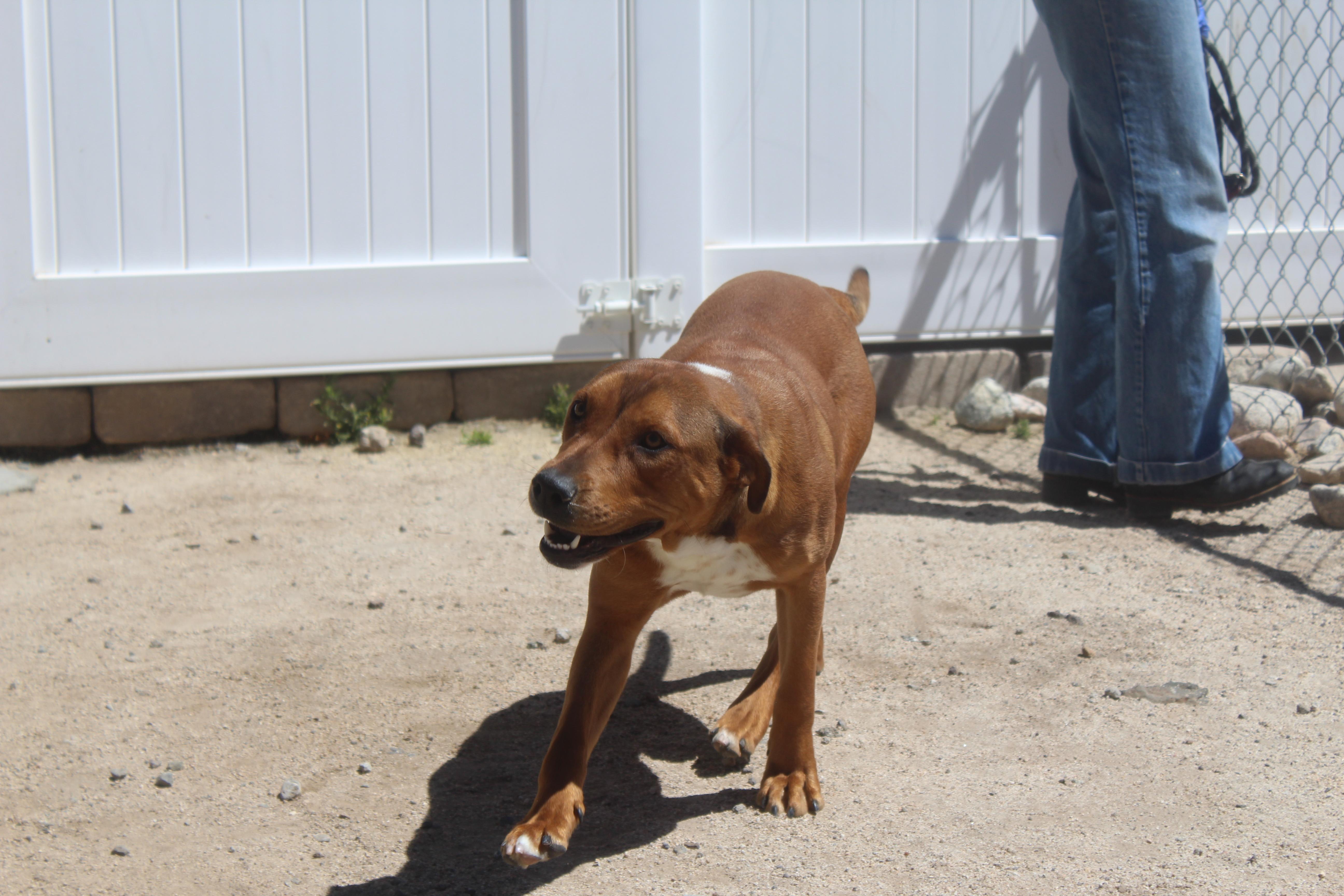 Aria, Young Female Pit Bull Terrier