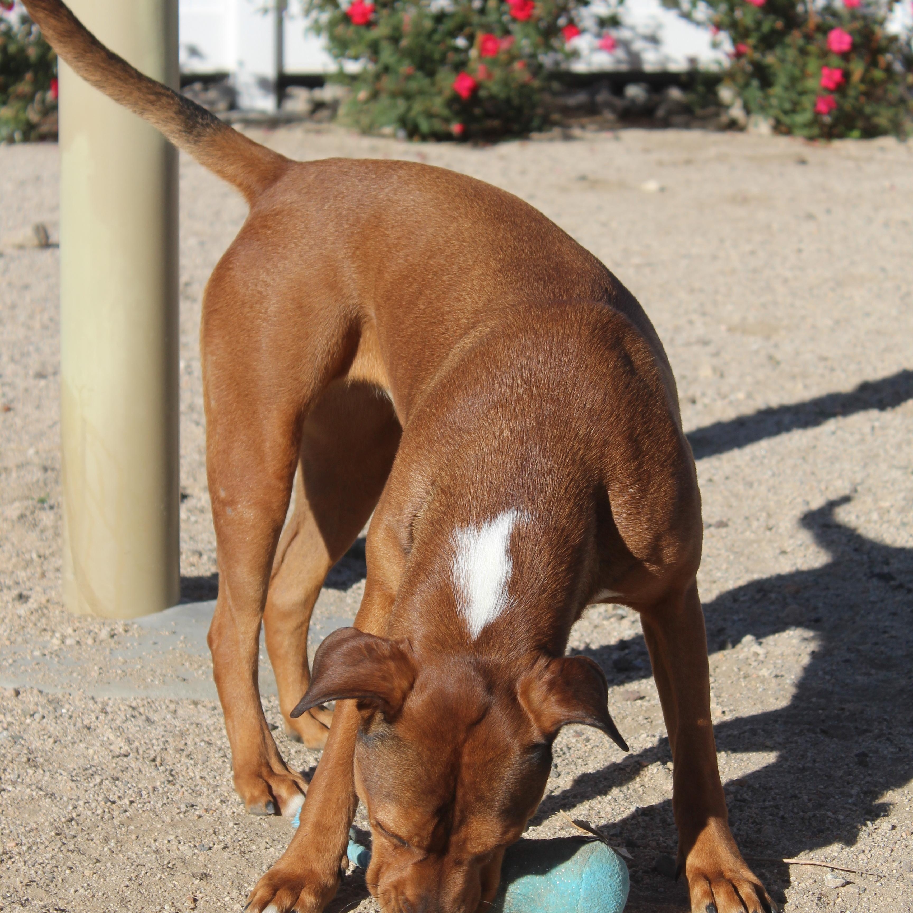Enlarge Aria, a Adoptable Pit Bull Terrier in Yucca Valley, CA image 3/4