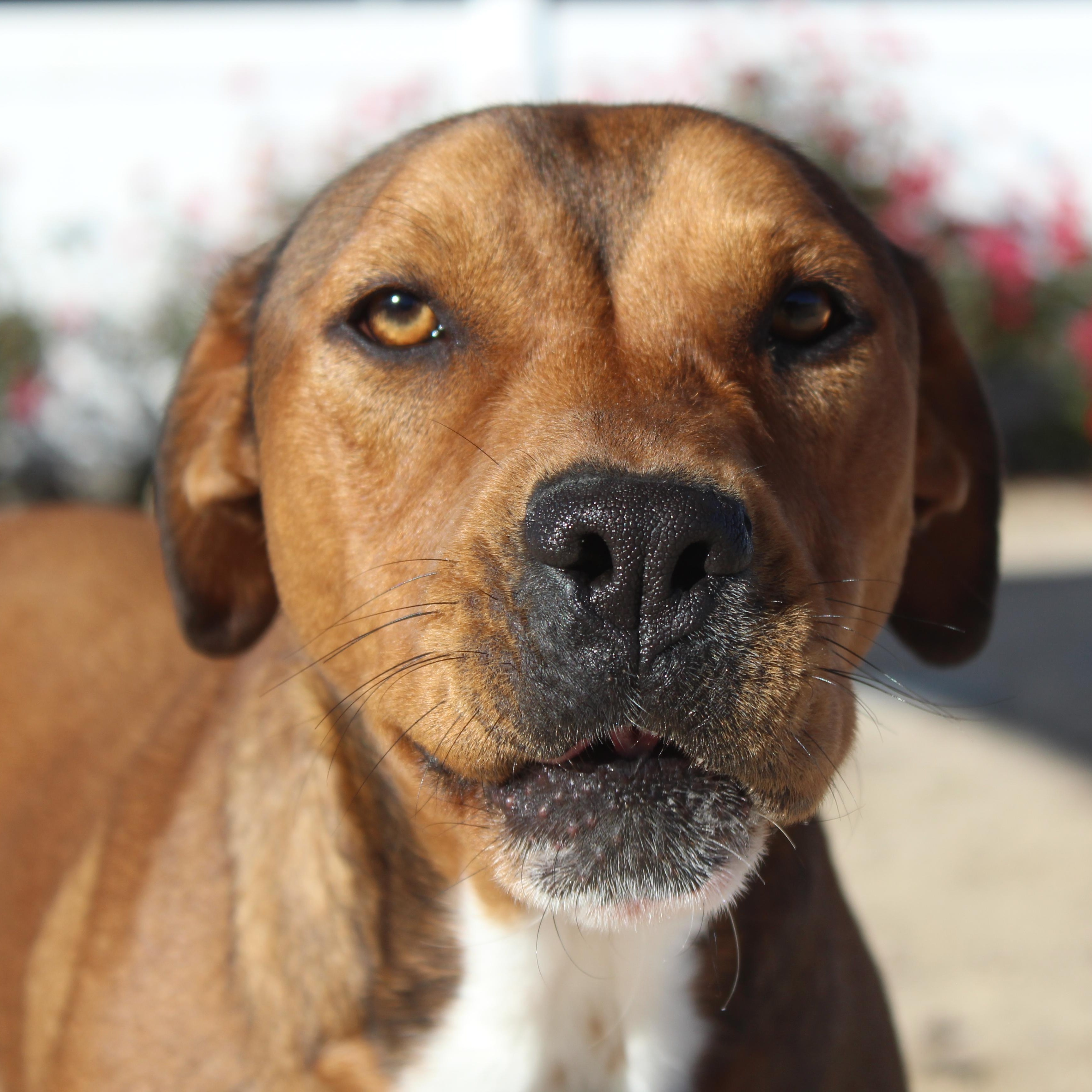Enlarge Aria, a Adoptable Pit Bull Terrier in Yucca Valley, CA image 4/4