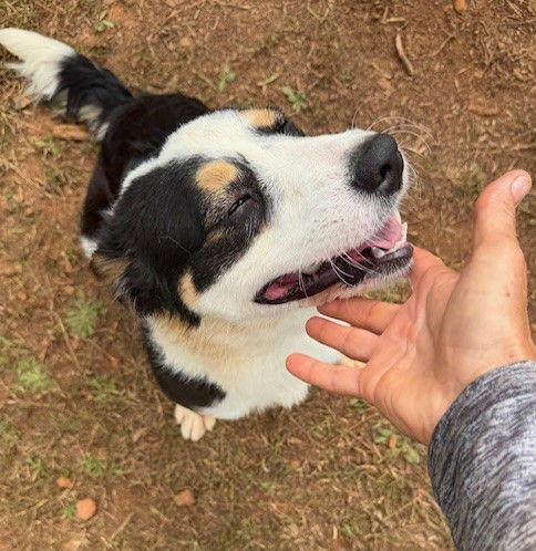 Enlarge Rue, a Adopted Australian Shepherd in Carrollton, GA image 1/3