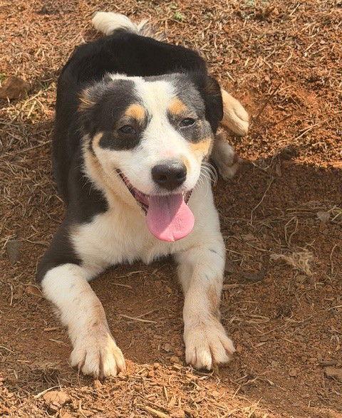Enlarge Rue, a Adopted Australian Shepherd in Carrollton, GA image 2/3