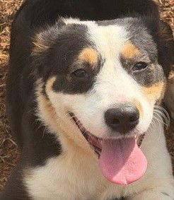 Enlarge Rue, a Adopted Australian Shepherd in Carrollton, GA image 3/3