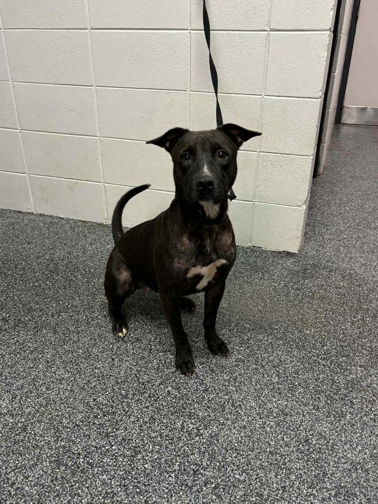 Bea, Adoptable, Adult Female Mixed Breed.