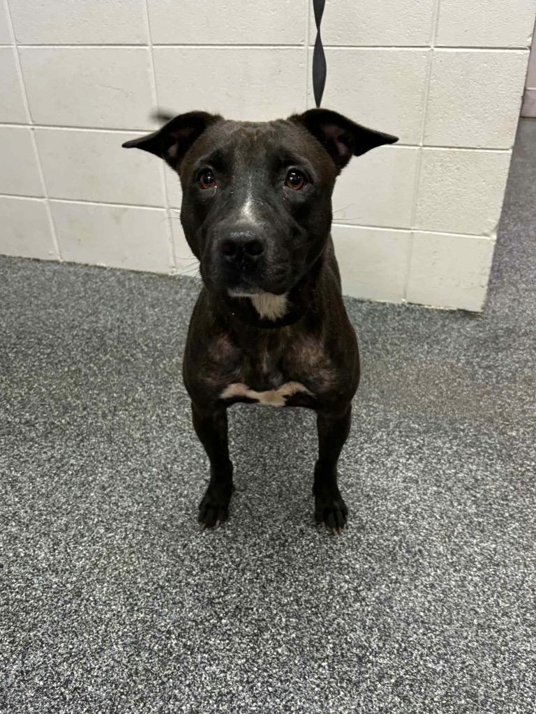 Bea, Adoptable, Adult Female Mixed Breed.