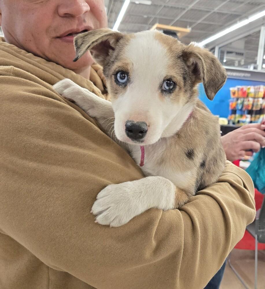 Kalinda, adopted, Puppy Female Australian Shepherd & Catahoula Leopard Dog.