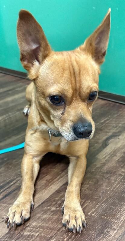 Shrek, Adoptable, Adult Male Chihuahua & Mixed Breed.
