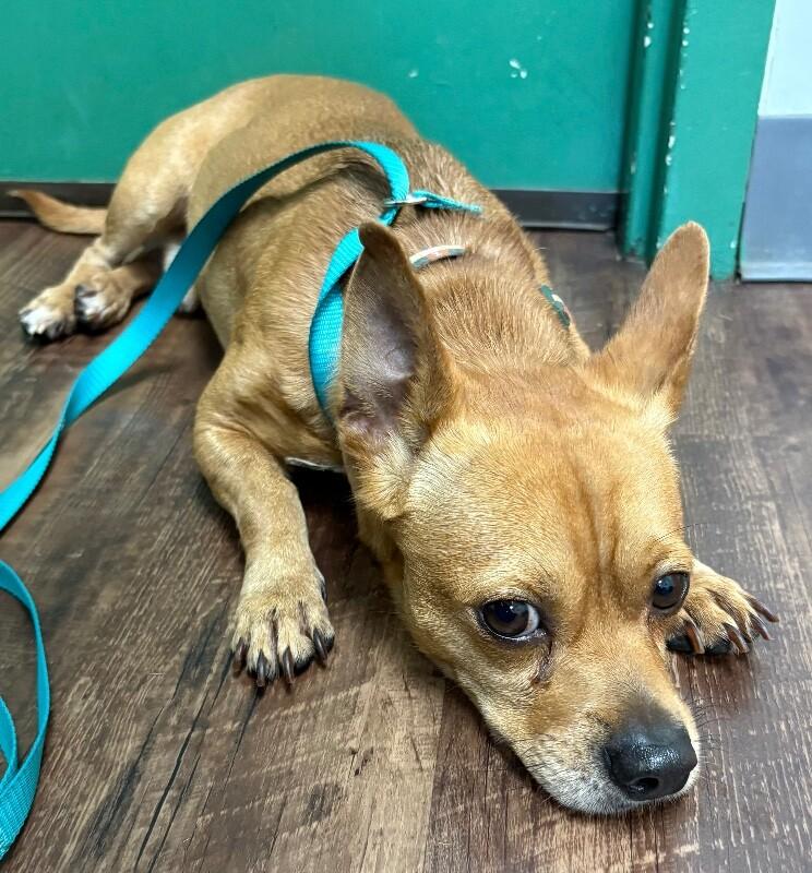 Enlarge Shrek, a Adoptable mixed breed in Katy, TX image 2/3