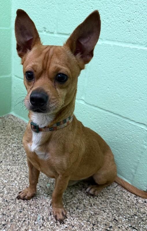 Enlarge Shrek, a Adoptable mixed breed in Katy, TX image 3/3