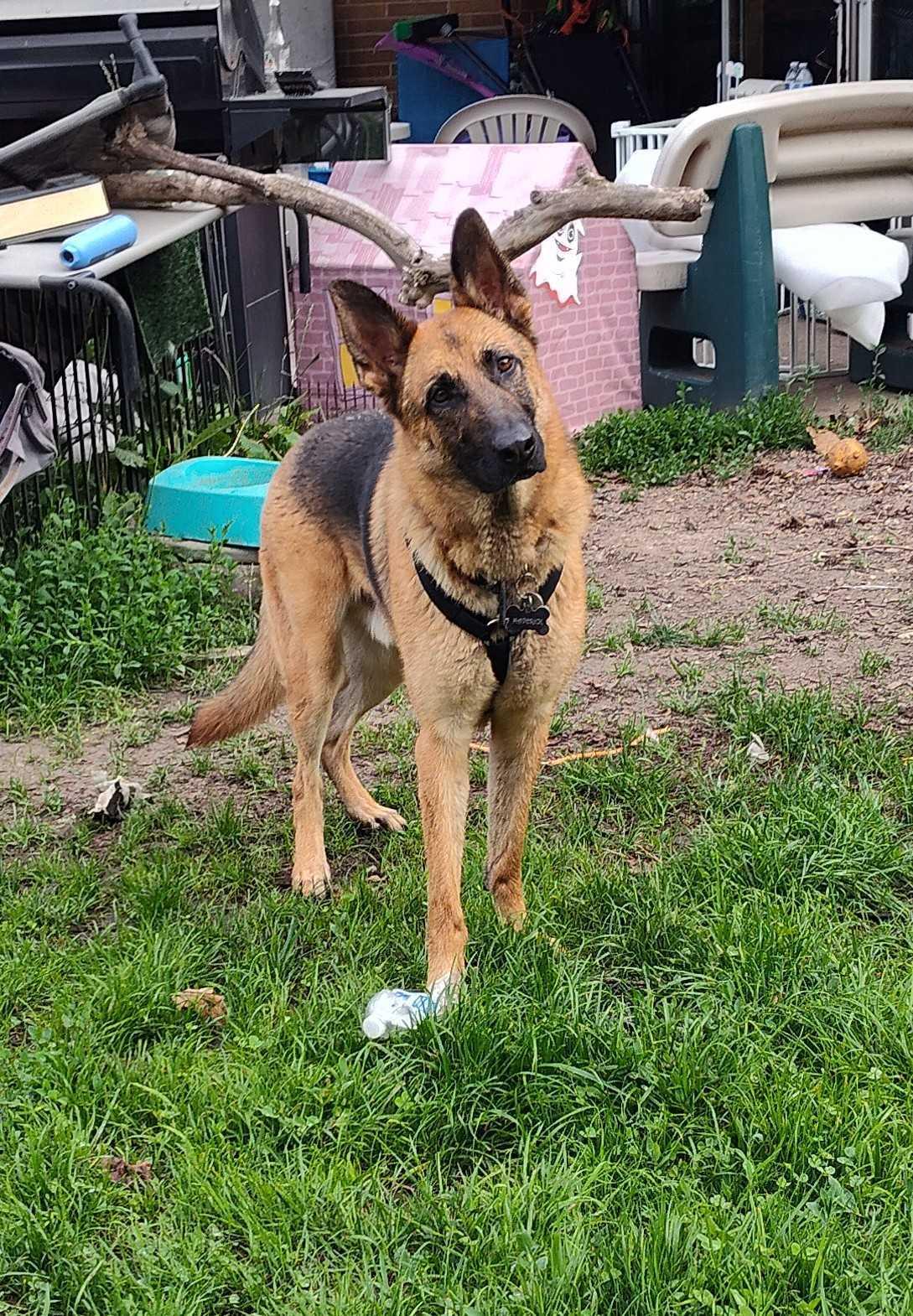 Maverick thumbnail 3