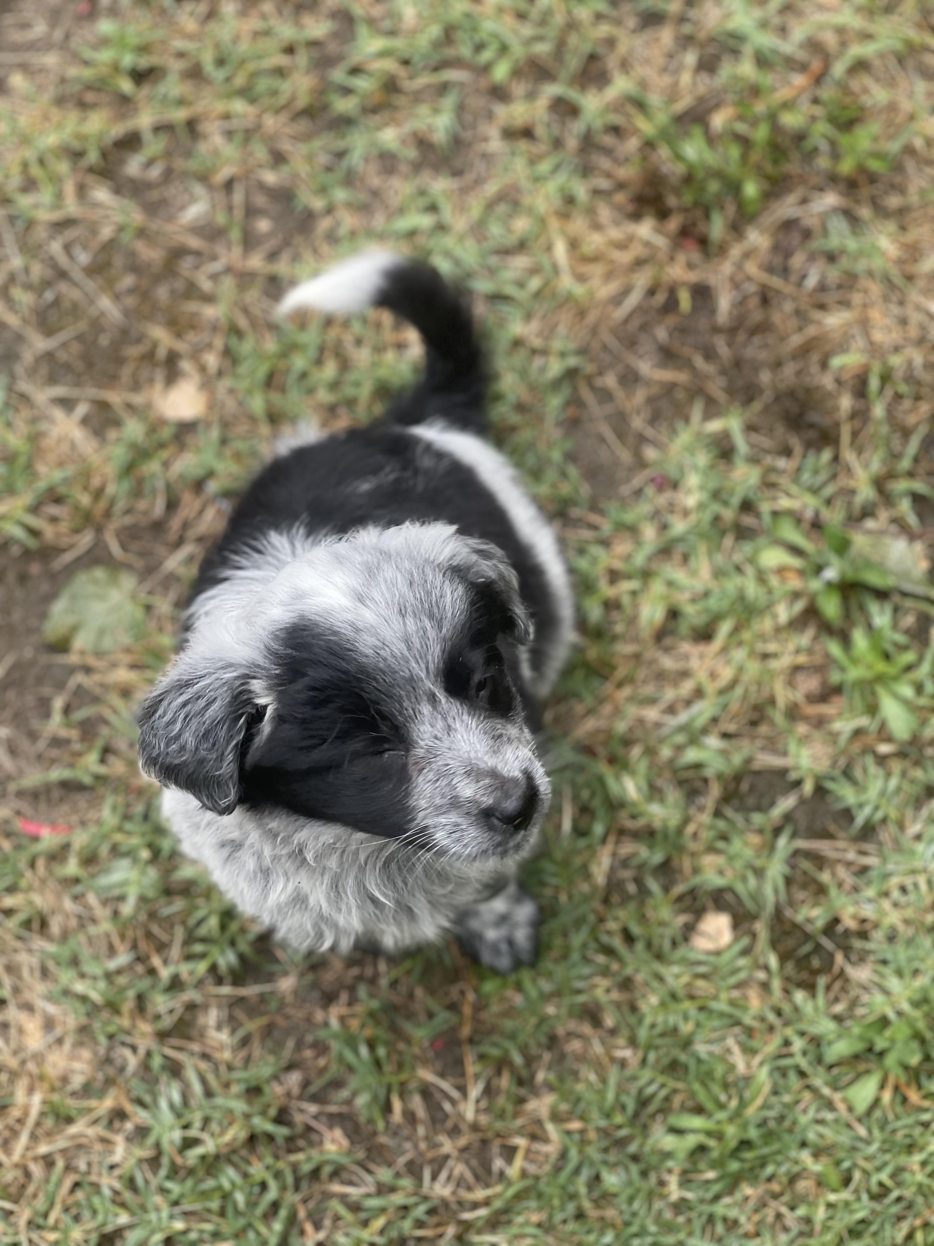 Buttons, an adopted mixed breed in Fresno, CA image 2/5