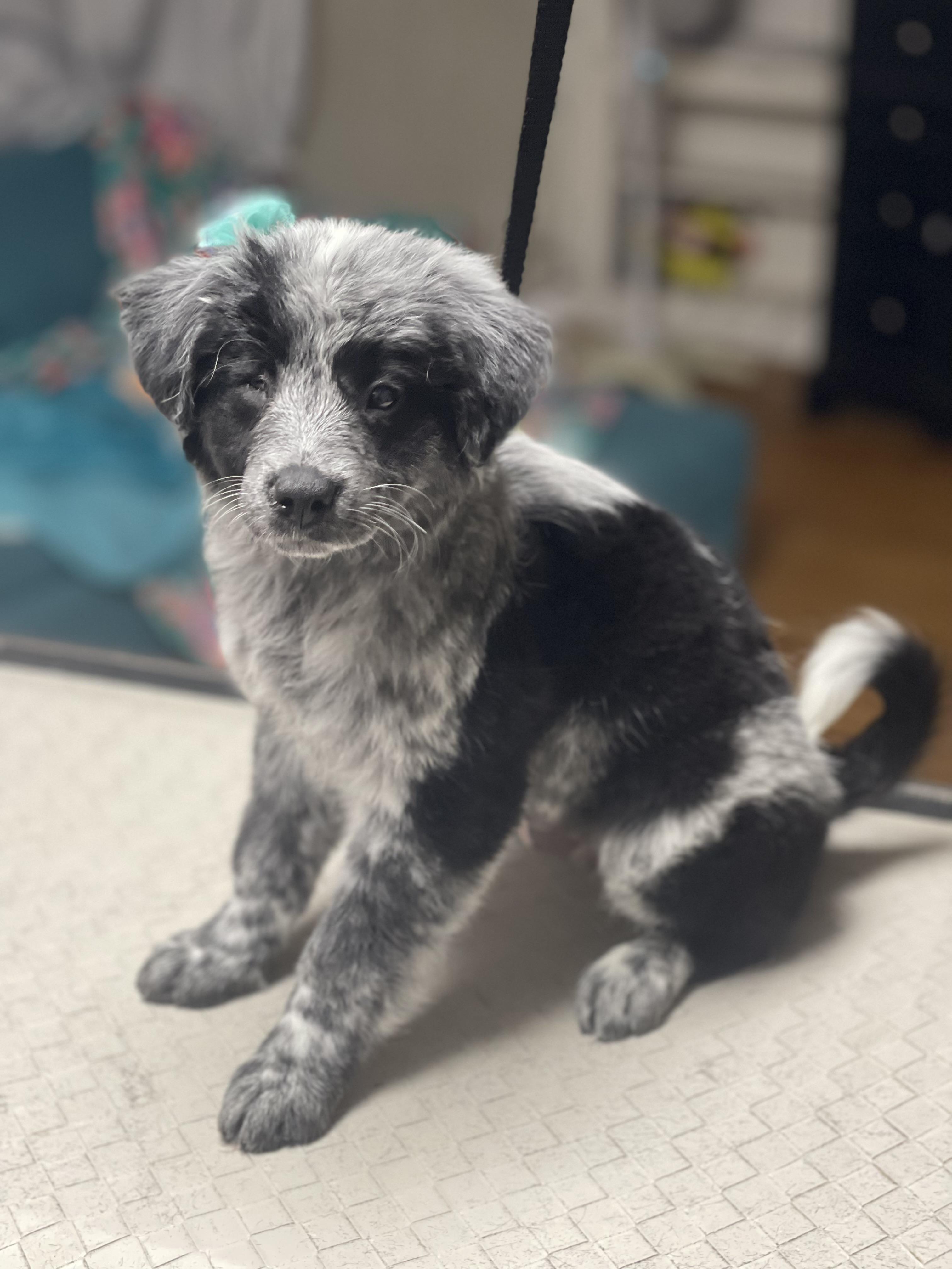Buttons, adopted, Puppy Female Aussiedoodle & Miniature Poodle.