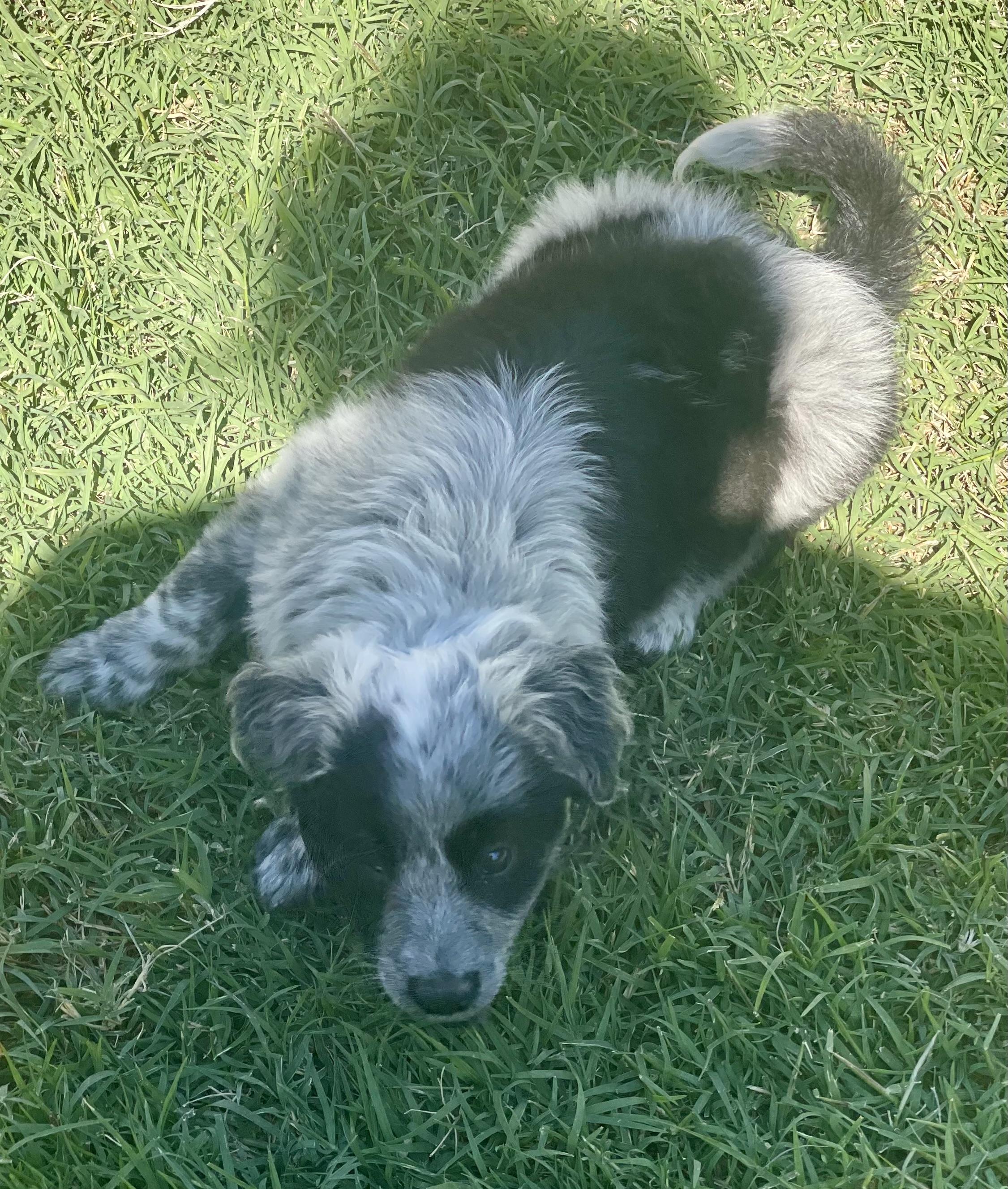 Buttons, an adopted mixed breed in Fresno, CA image 3/5