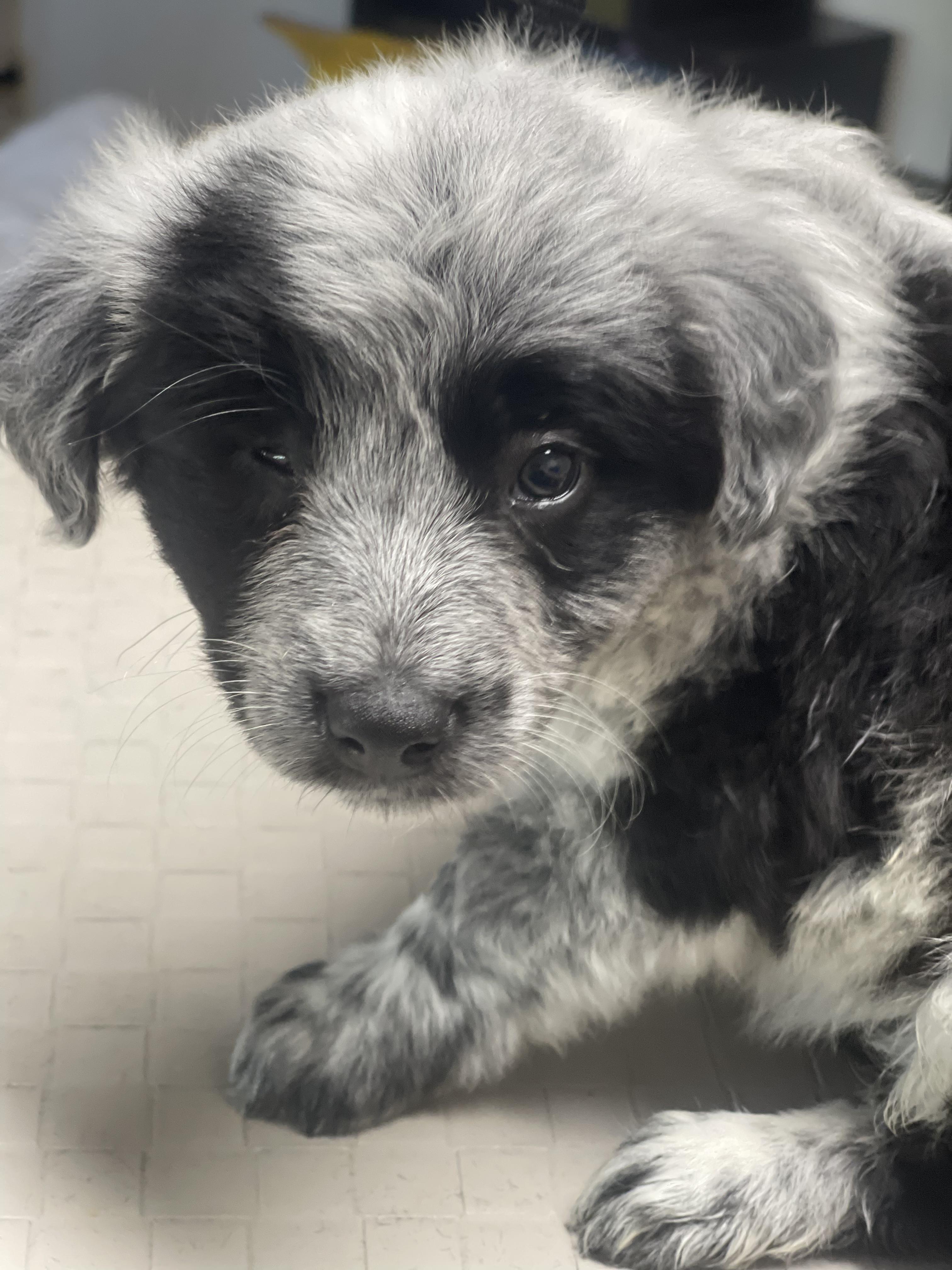 Buttons, an adopted mixed breed in Fresno, CA image 4/5
