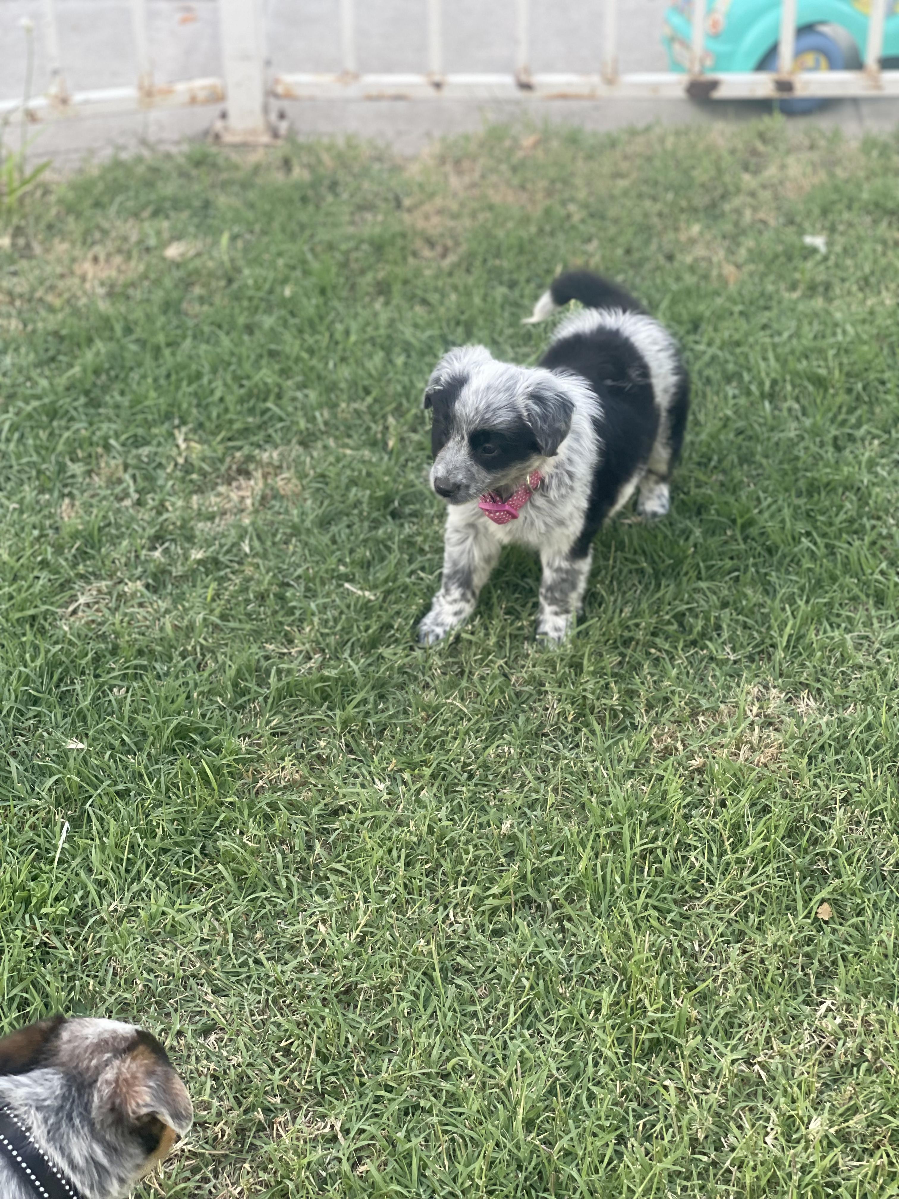 Buttons, an adopted mixed breed in Fresno, CA image 5/5