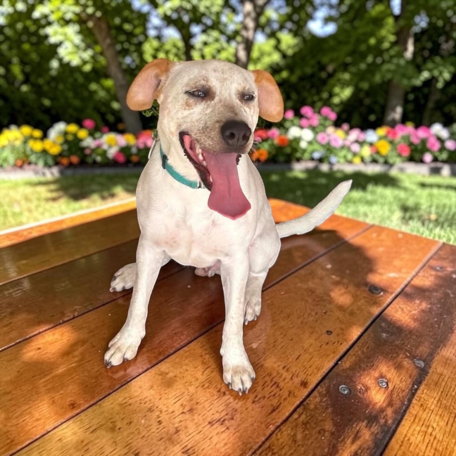 Enlarge Dill, a Adoptable mixed breed in Columbus, OH image 6/6