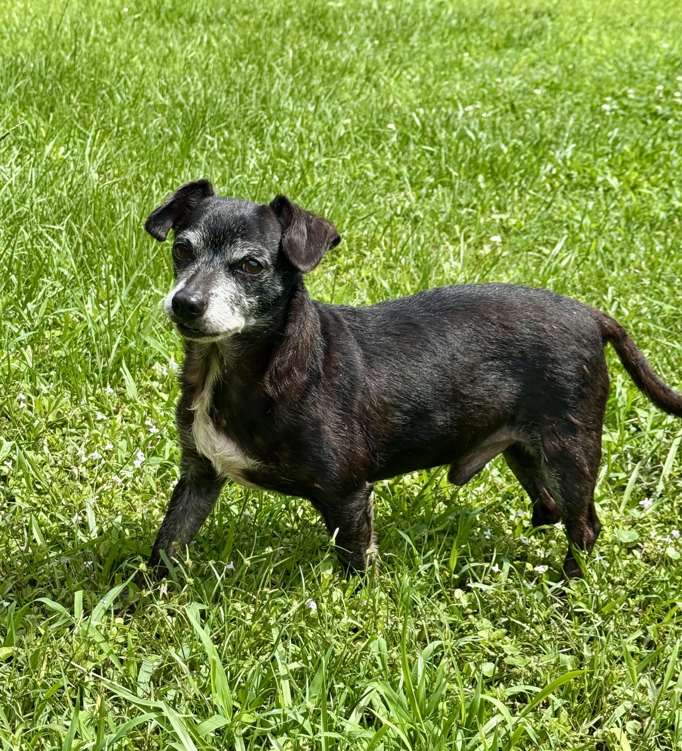 Enlarge Max, a Adoptable mixed breed in Newburgh, NY image 5/5