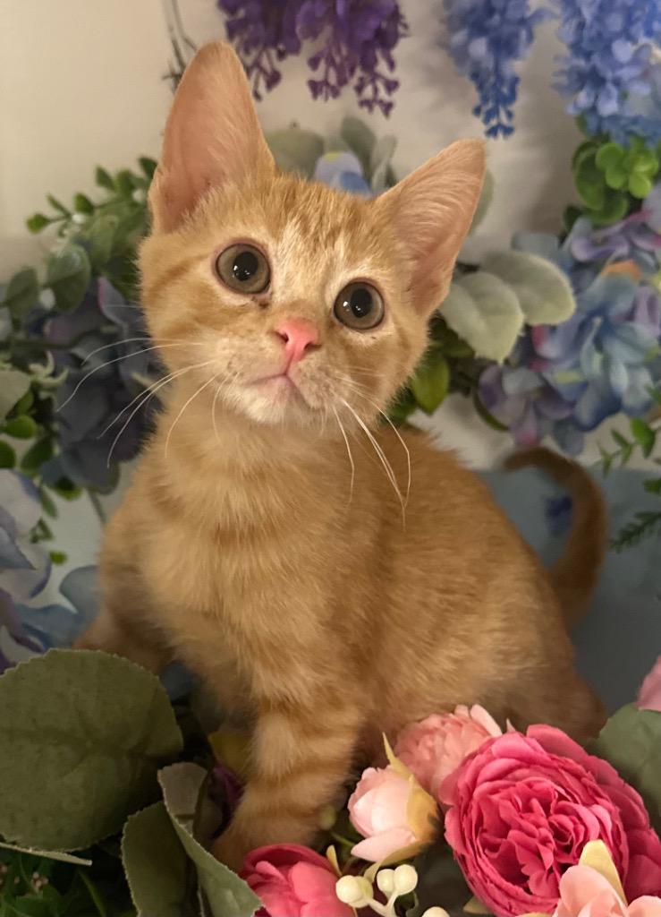 4/1/25 - Poppy, Adoptable, Young Female Domestic Short Hair.