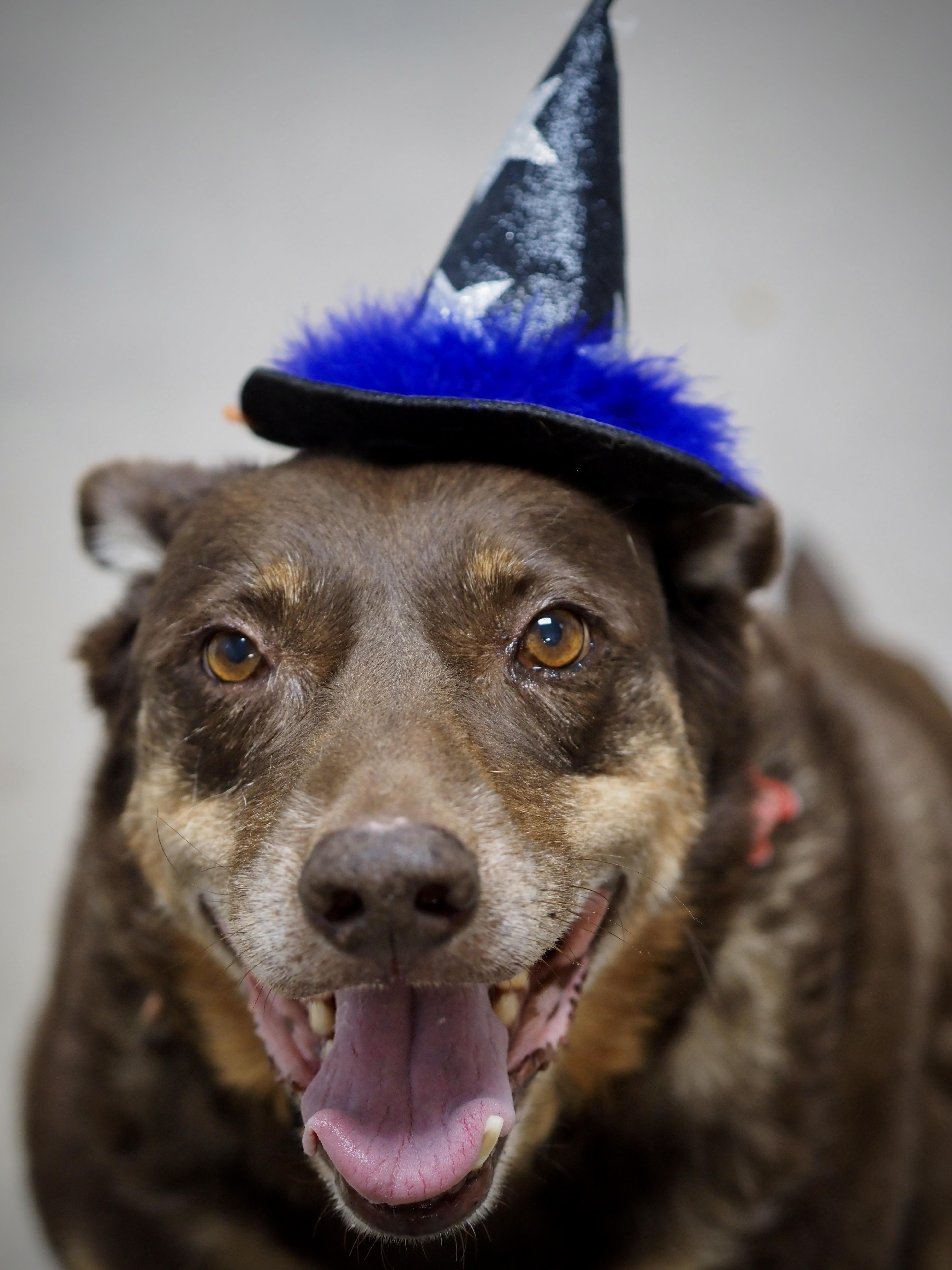 Kimura, Adoptable, Senior Male Australian Shepherd.